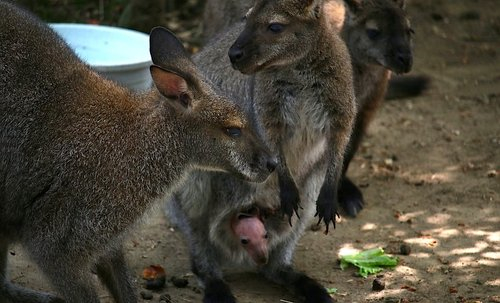 Remember this little Bennett’s wallaby from August? Here he is in his momma’s pouch two. 